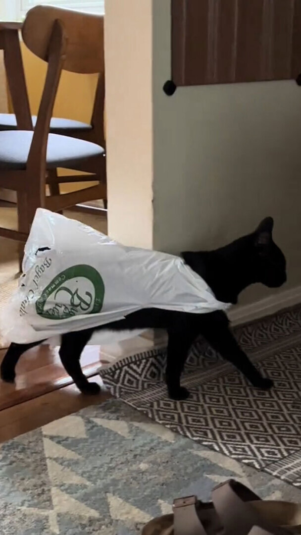 Люди делятся самыми глупыми моментами своих питомцев, которыми они определенно не гордятся