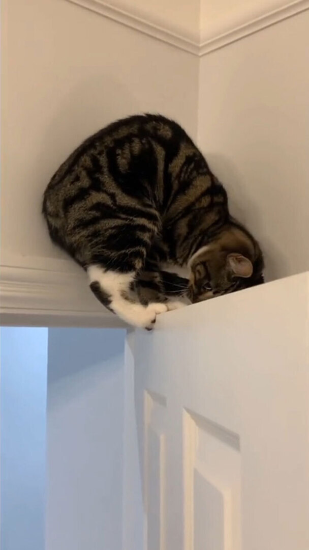 Люди делятся самыми глупыми моментами своих питомцев, которыми они определенно не гордятся