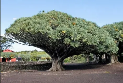 Удивительные факты о деревьях