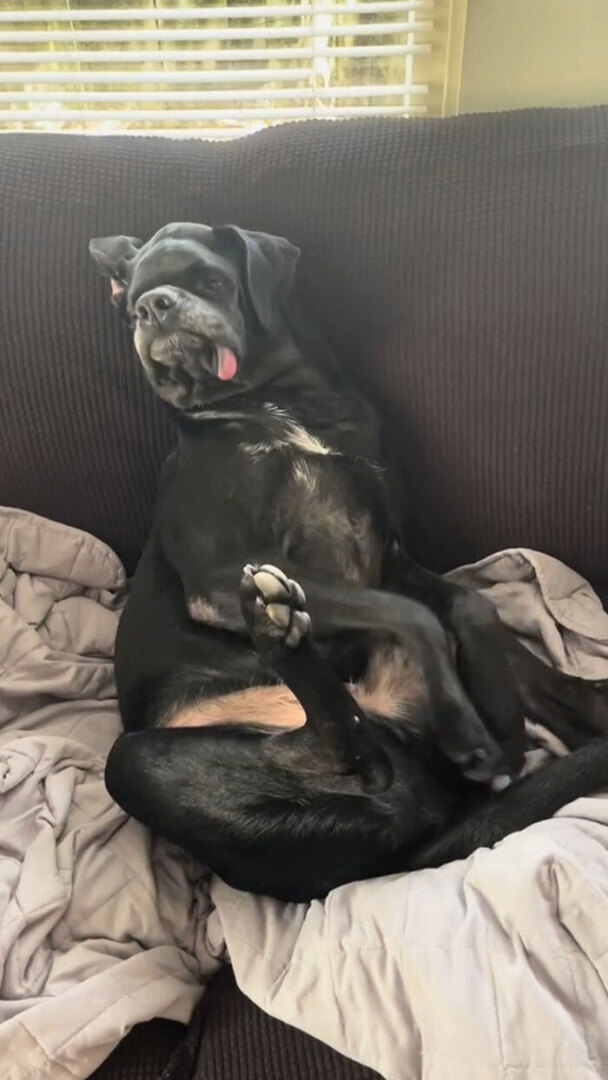 Люди делятся самыми глупыми моментами своих питомцев, которыми они определенно не гордятся