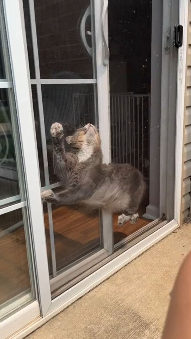 Люди делятся самыми глупыми моментами своих питомцев, которыми они определенно не гордятся