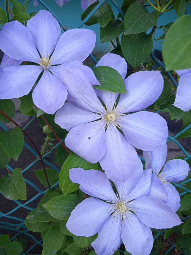 С одной статьей в двух журналах: мой опыт публикации в двух печатных изданиях: «Моя прекрасная дача» и «Люблю цветы»