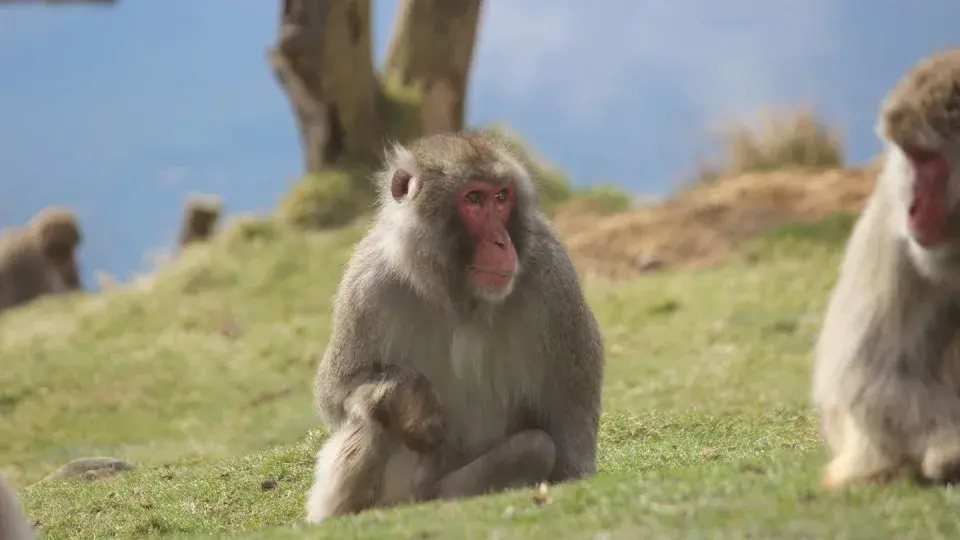"Кингусси Конг" – Потерявшаяся Обезьяна Продолжает Бродить по Шотландскому Нагорью