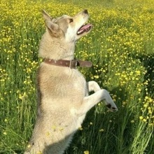 Dimarik Sakhalinskiy, г. Южно-Сахалинск