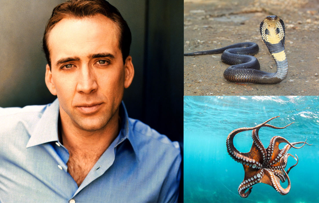 Экзотика: самые странные домашние питомцы, которые жили у знаменитостей