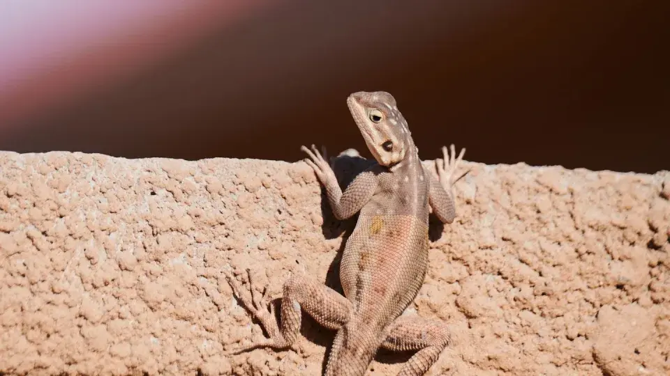 Геккон: Животное Зоопарка 2024 года и Его Угрозы