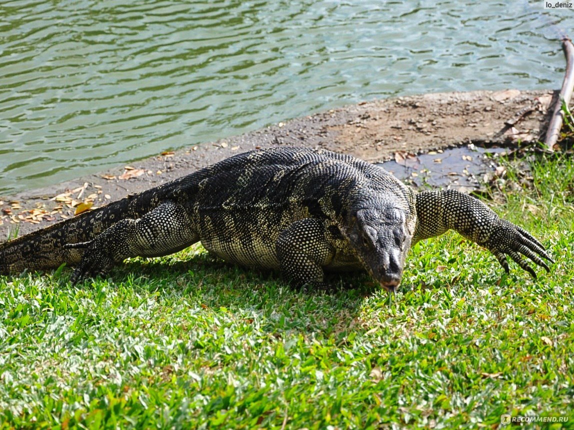 Из островной жизни в крупнейший мегаполис мира - Бангкок (Тайланд). Посещение парка Люмпини в центре города. Зеленый оазис. Из зимы в лето.