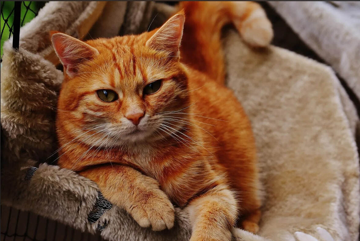 “Кошки-целители: Магия домашних котиков и их способность исцелять наши души”