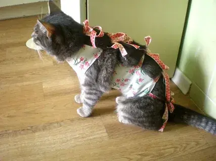 Кошка после стерилизации: как правильно ухаживать и кормить.