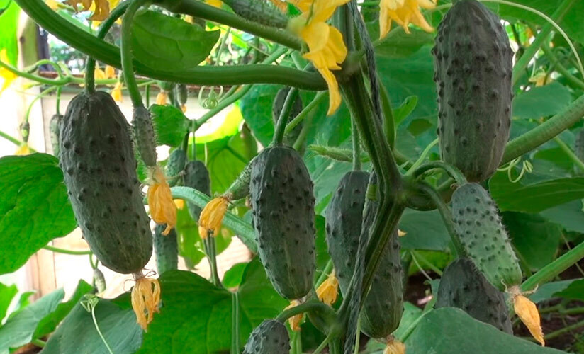 Мой трудный выбор семян на посадку в 2024 году: что интересного и нового я выбрала для посадки на дачной грядке этим летом.