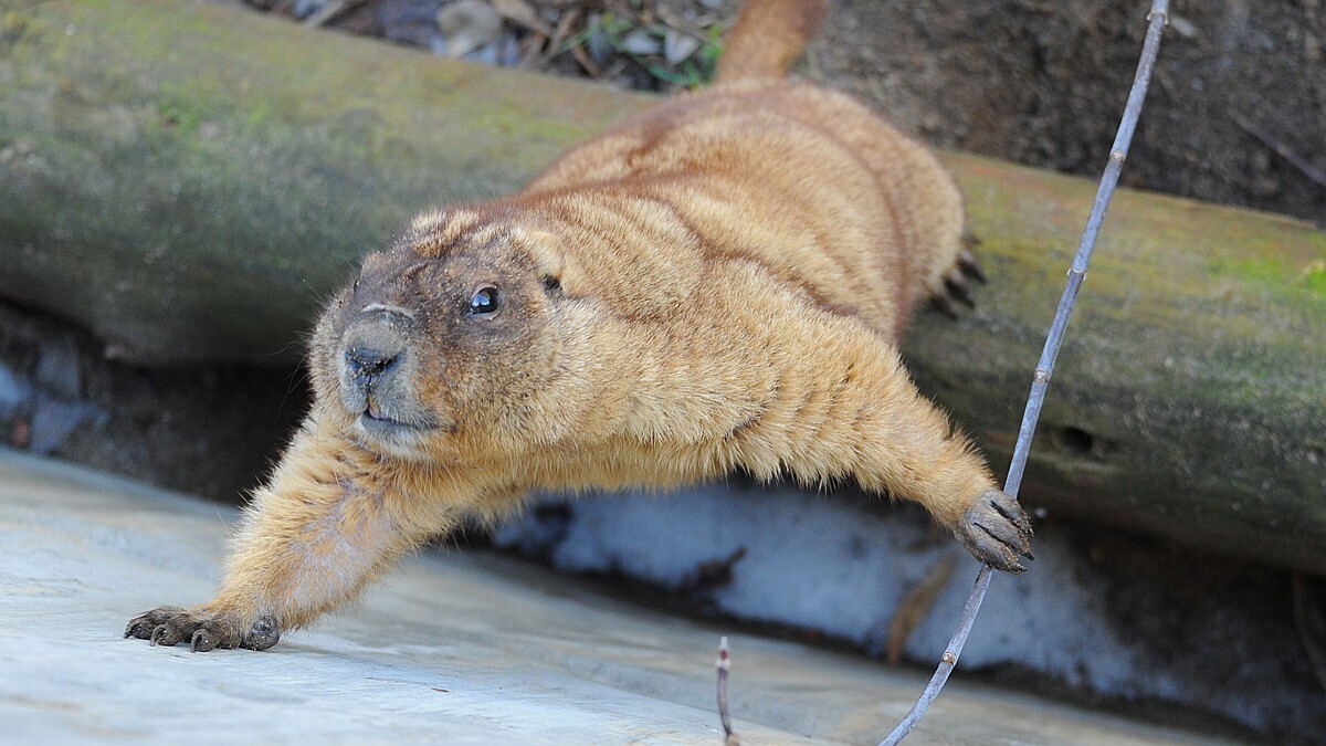 День сурка: тульский сурок предсказал раннюю весну!