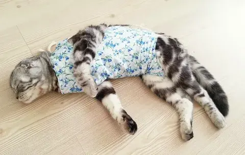 Кошка после стерилизации: как правильно ухаживать и кормить.