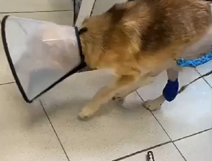 Интересная и трогательная статья про собаку Джессику под Киреевском.