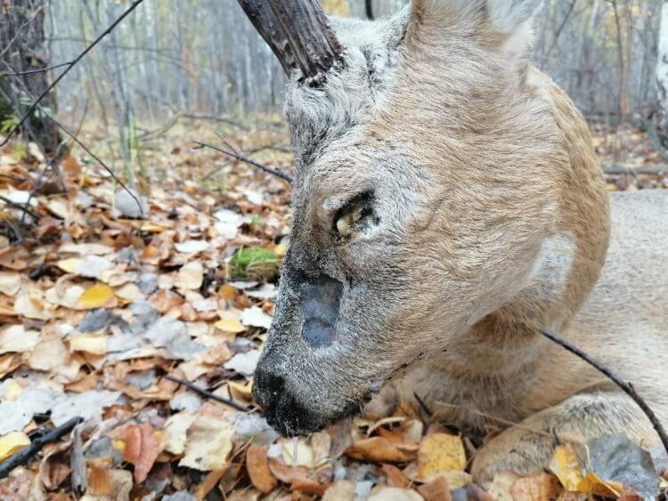 Зомби-косули в российских лесах: научное объяснение нашествия и предпосылки .