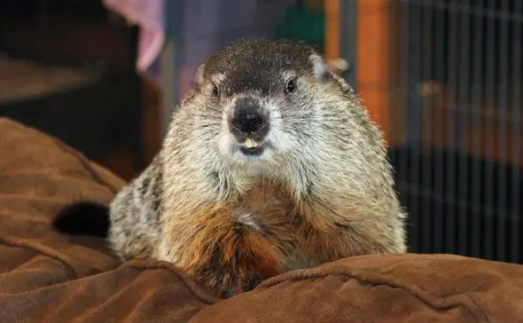 "Сурок, предсказывавший весну, умер в День сурка в США."