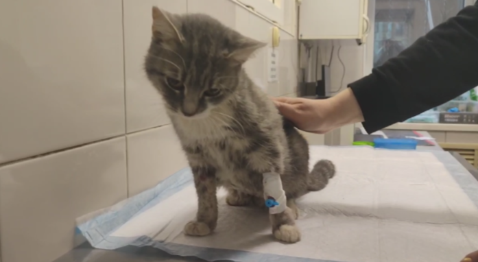 В Ростове умерла кошечка, спасённая из разрушенного дома