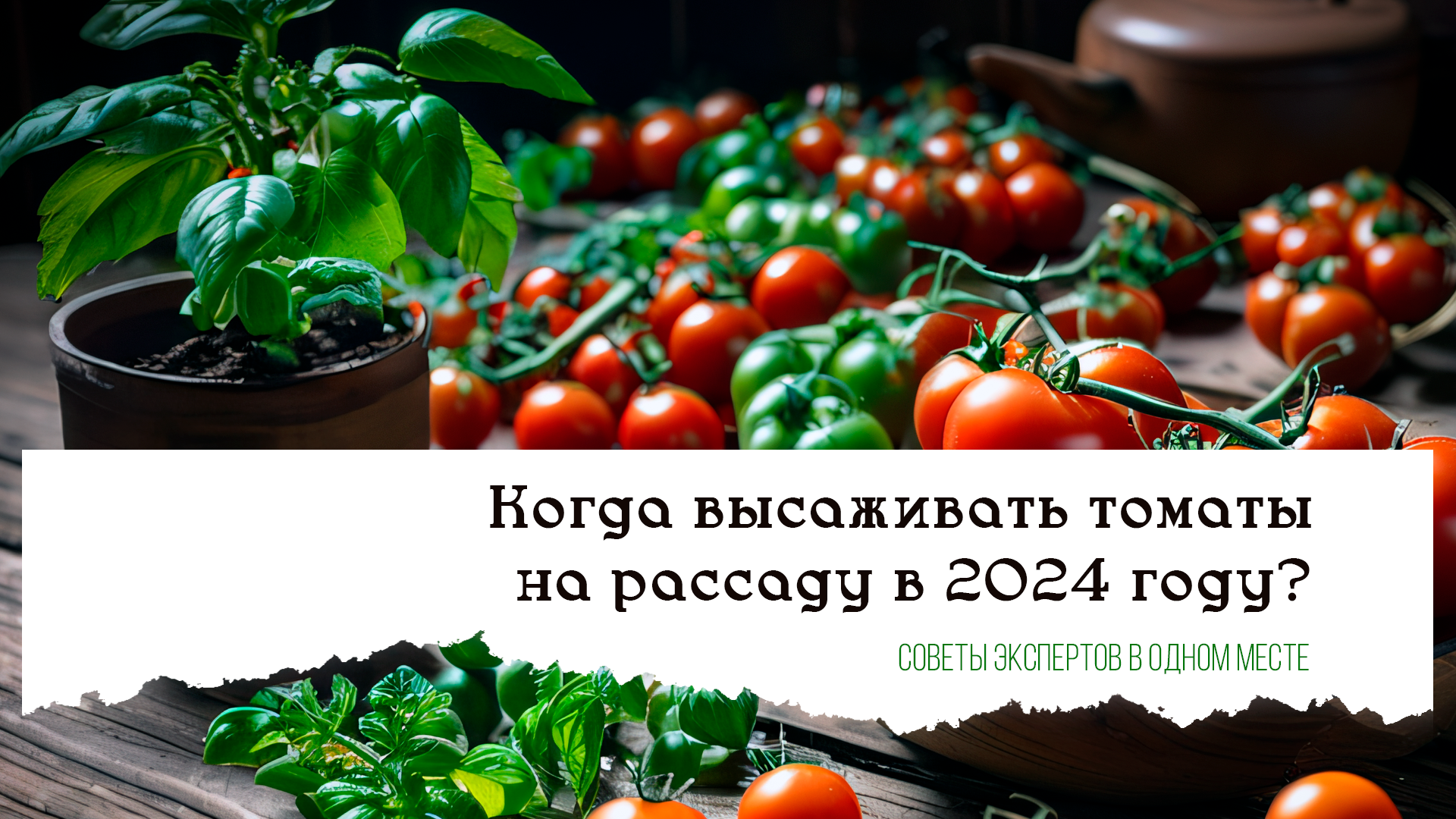 Когда высаживать томаты на рассаду в 2024 году: советы экспертов в одном месте