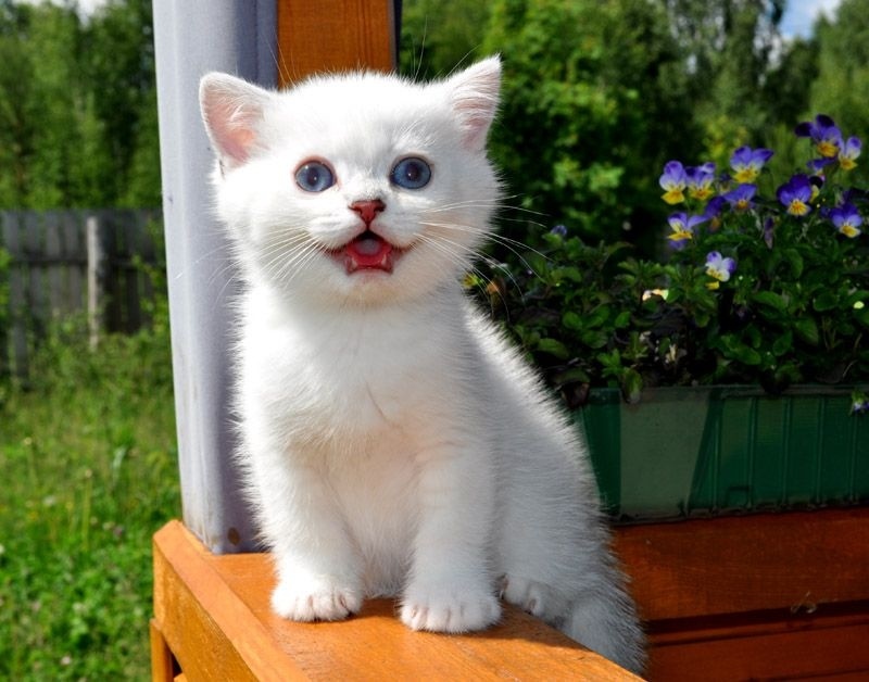 Как назвать кошку в России?