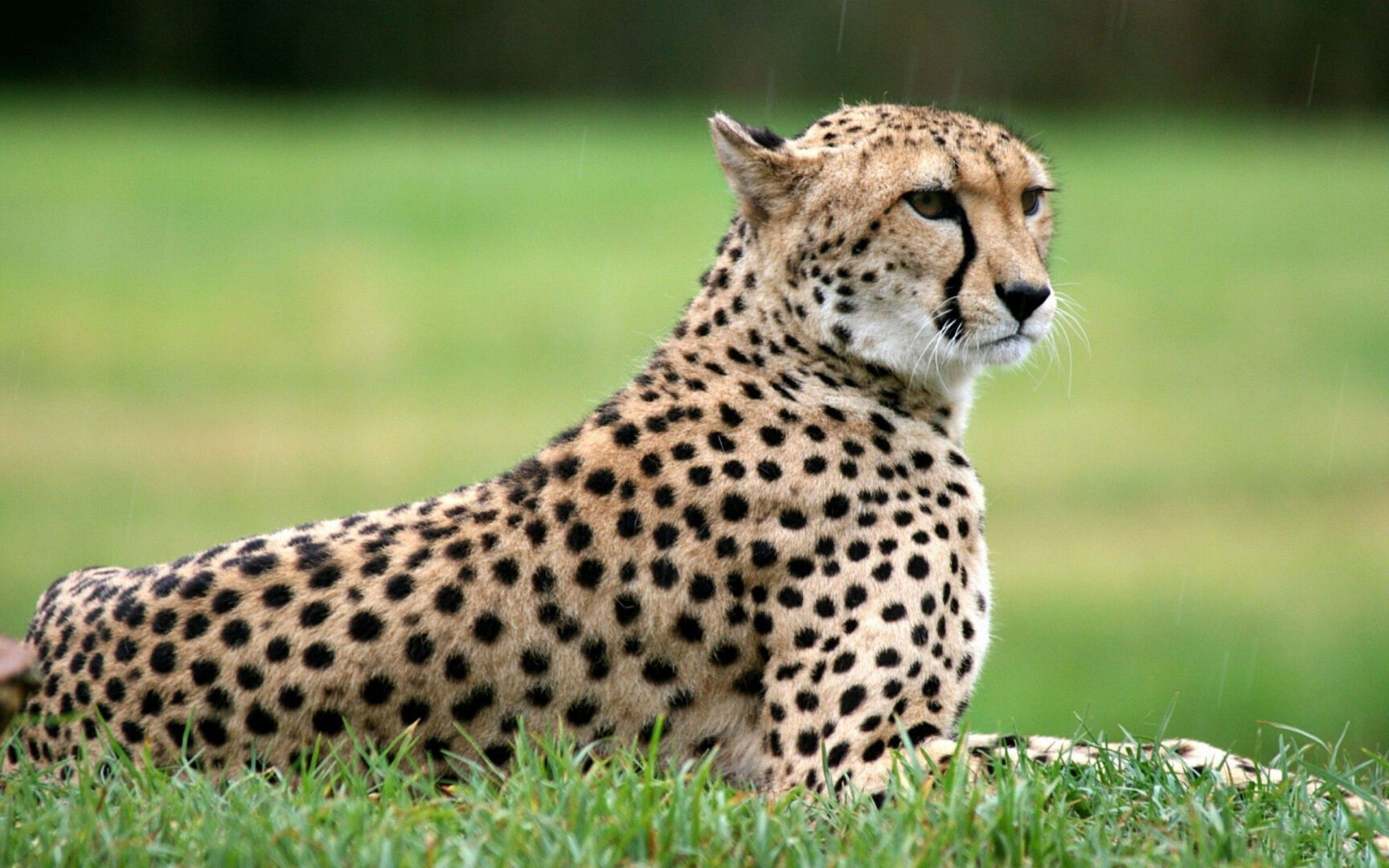 Скорость и Смех: Гепардовый Космический Старт