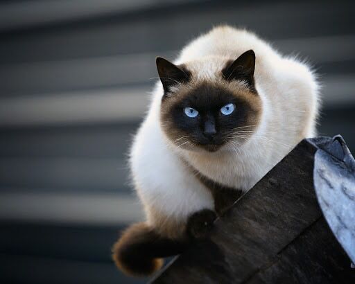 Как назвать кошку в России?