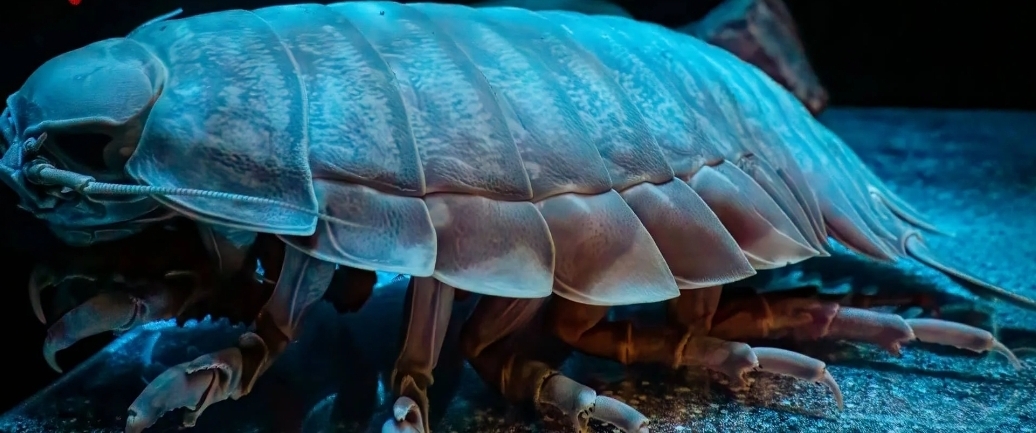 "Мир необычных животных: десять удивительных существ и их уникальные особенности"