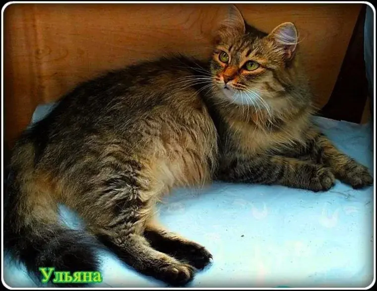 В Тюмени умерла старейшая кошка России. Ей было 32 года