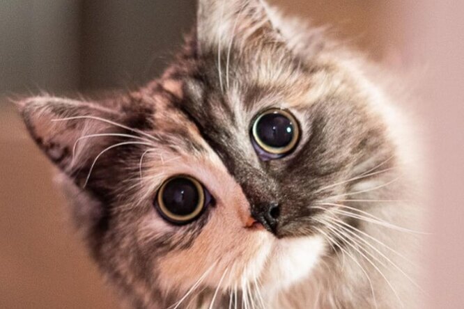 Как назвать кошку в России?