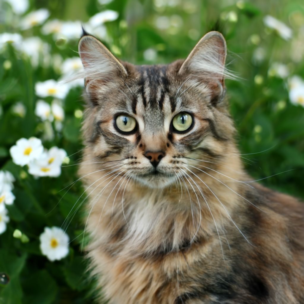 Как назвать кошку в России?