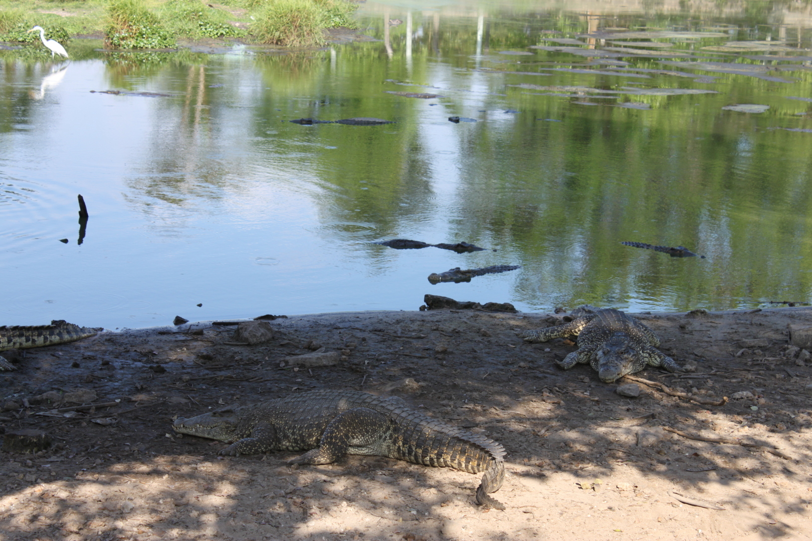 Залив Свиней, Крокодиловая ферма, остров Игуан мое путешествие по нетуристической Кубе. Фото