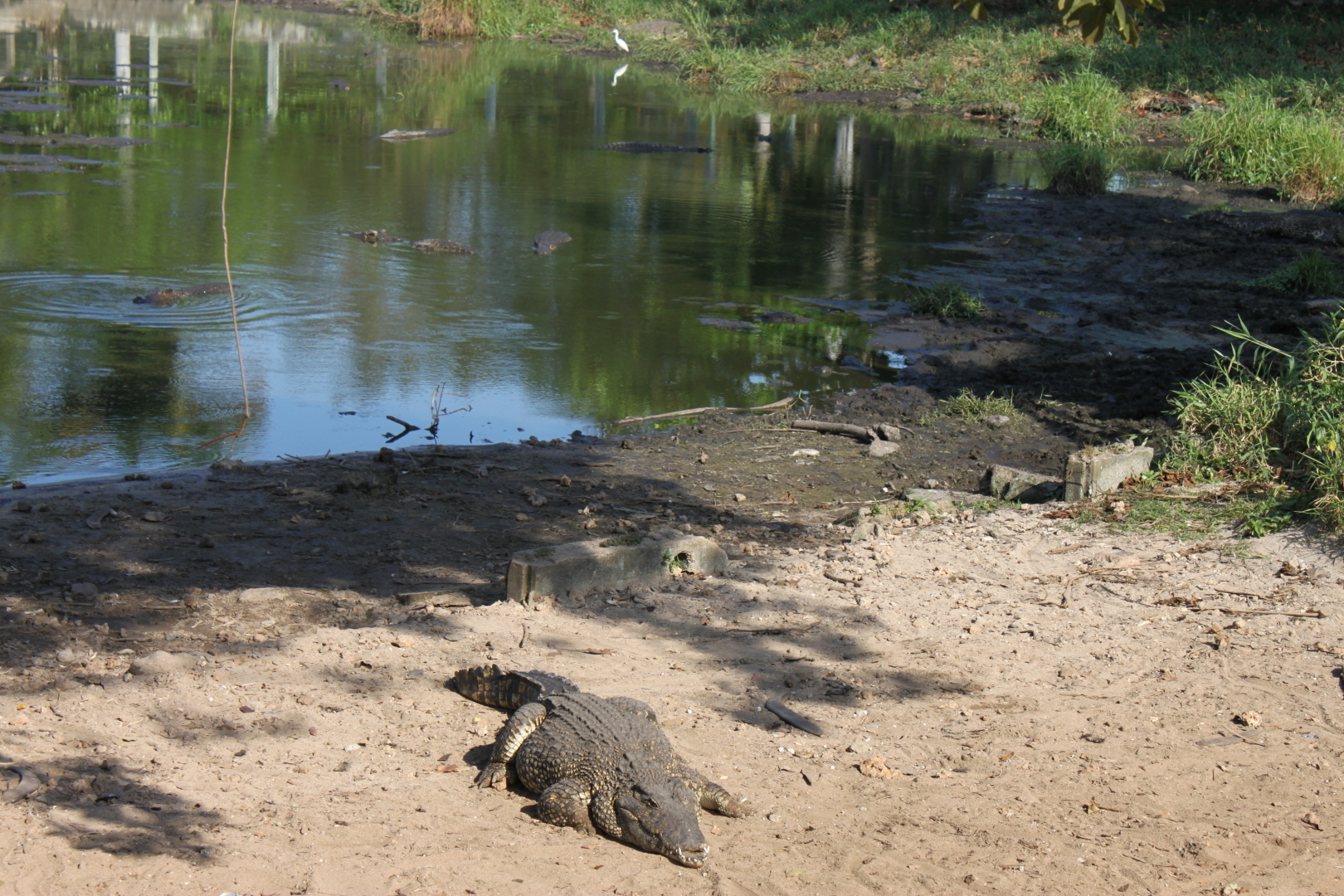 Залив Свиней, Крокодиловая ферма, остров Игуан мое путешествие по нетуристической Кубе. Фото