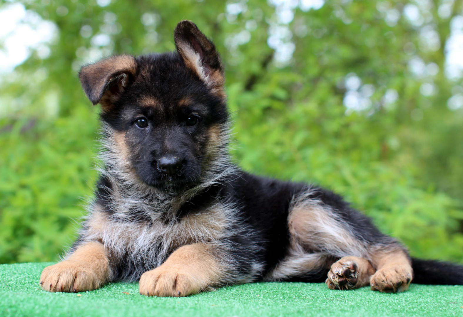 Воспитание щенка овчарки. Советы кинолога