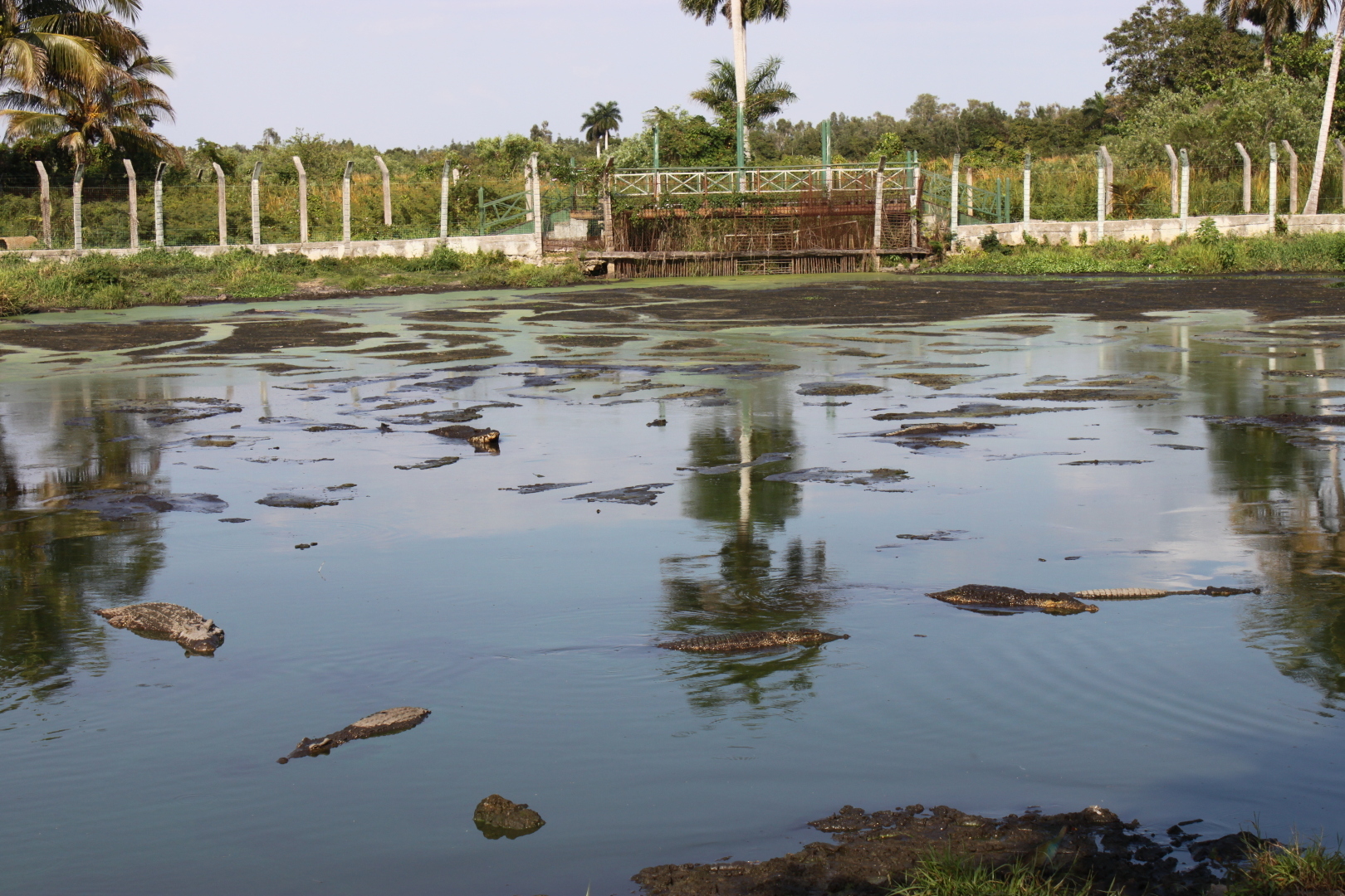 Залив Свиней, Крокодиловая ферма, остров Игуан мое путешествие по нетуристической Кубе. Фото