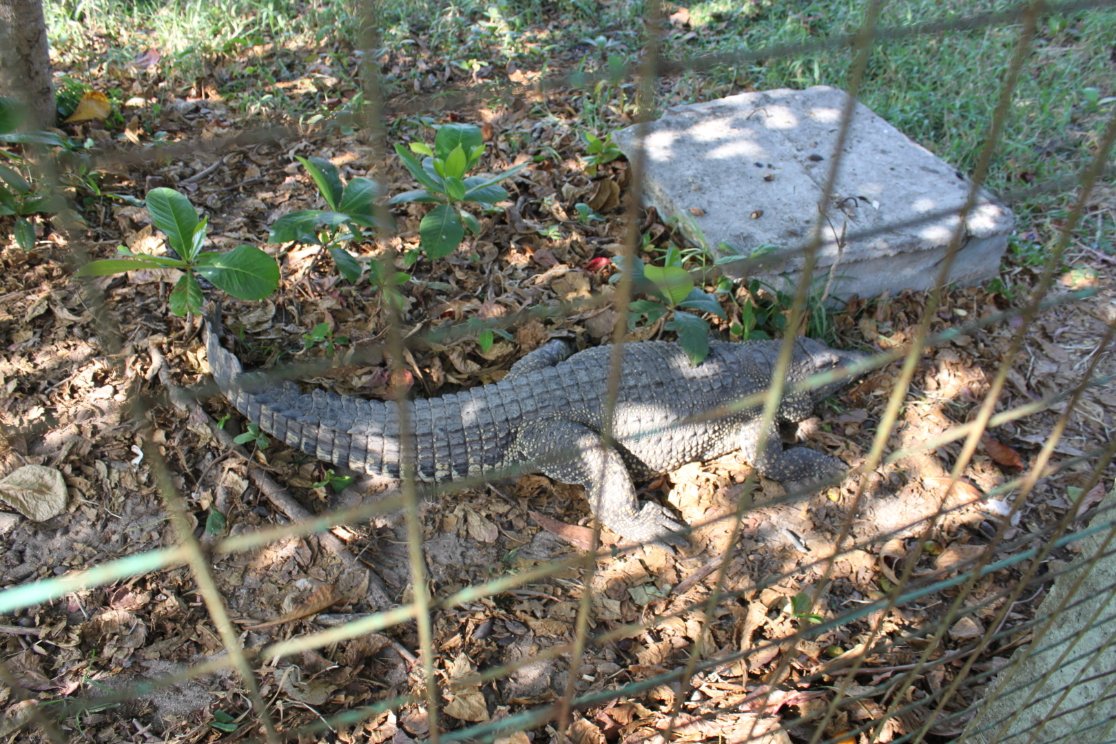 Залив Свиней, Крокодиловая ферма, остров Игуан мое путешествие по нетуристической Кубе. Фото