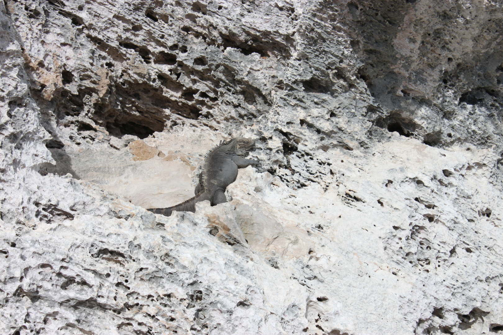 Залив Свиней, Крокодиловая ферма, остров Игуан мое путешествие по нетуристической Кубе. Фото