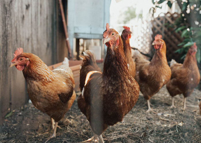 35 интересных и странных фактов о животных, которые мало кто знает