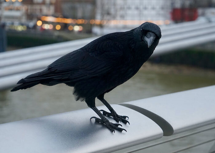 35 интересных и странных фактов о животных, которые мало кто знает