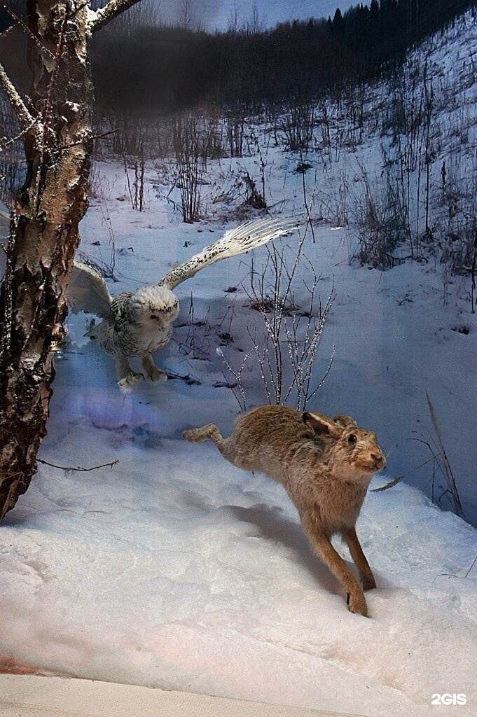 ПОЛЯРНАЯ СОВА Королева севера.