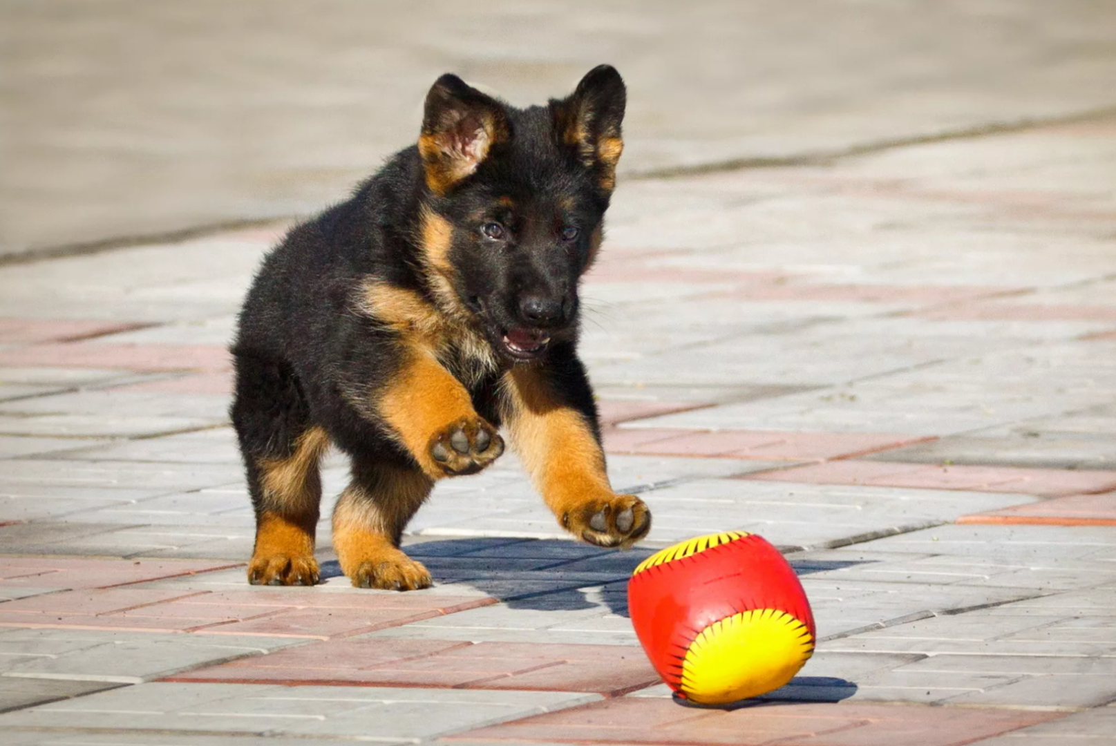 Воспитание щенка овчарки. Советы кинолога