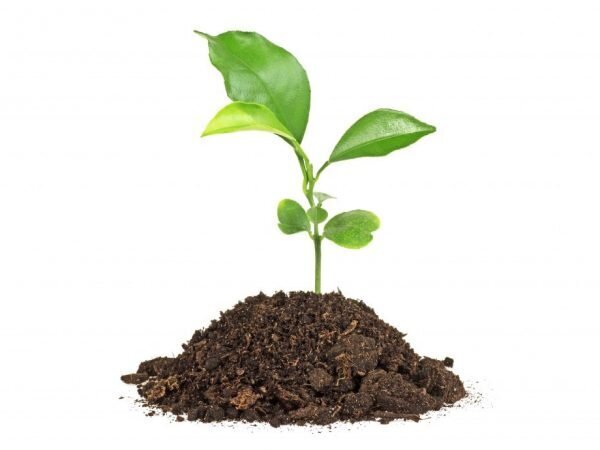 Выращивание лимона в домашних условиях. Часть 2. Подготовка грунта. Высадка в грунт.