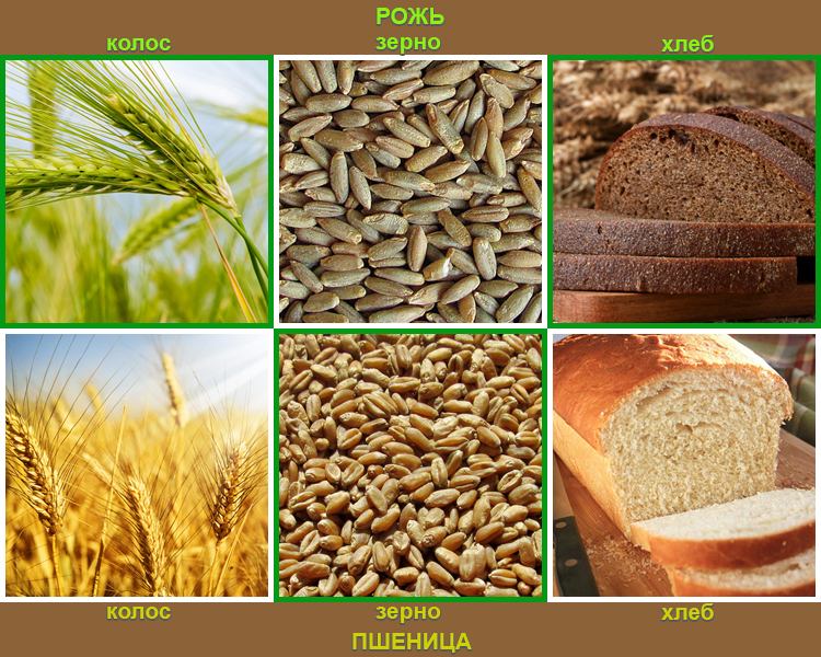 Из каких культур делают хлеб. Рожь и пшеница отличия колосьев. Отличие зерна ржи от пшеницы. Рожь и пшеница отличия фото. Хлебные зерновые культуры.