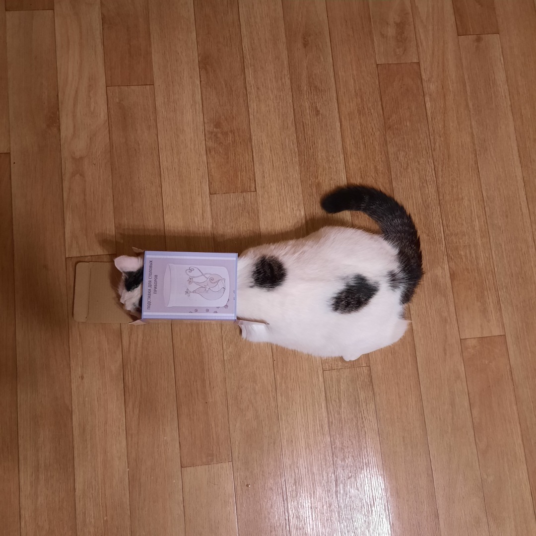 История о том, как у меня появилась кошка Челси. И что из этого вышло