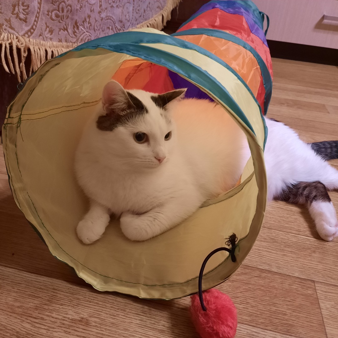 История о том, как у меня появилась кошка Челси. И что из этого вышло