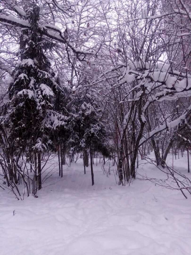 Зима, февраль, снегопад... Моя прогулка по заснеженному парку