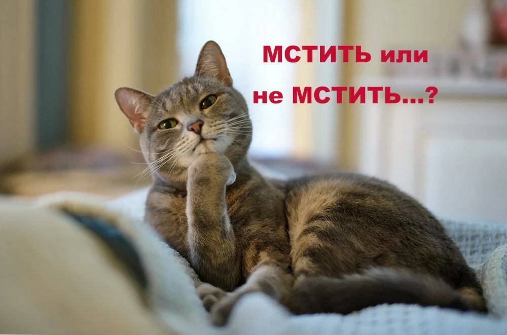 Могут ли животные мстить?