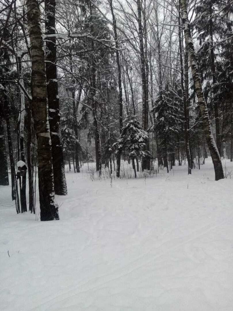 Зима, февраль, снегопад... Моя прогулка по заснеженному парку