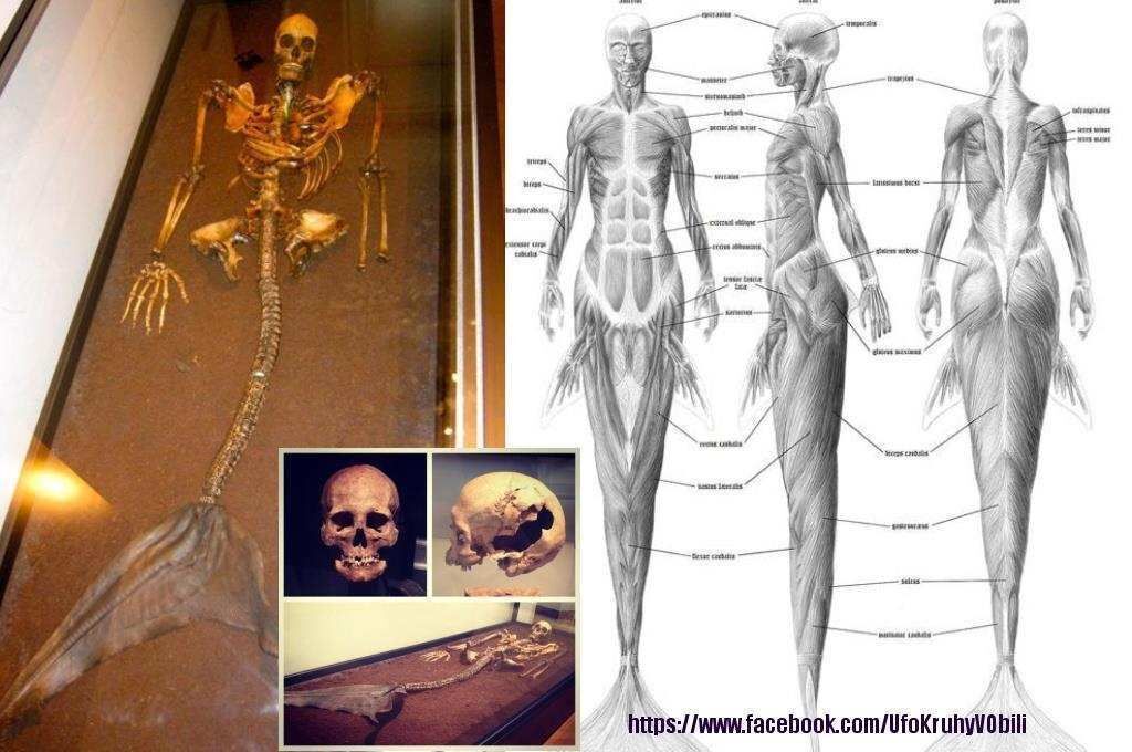 А вы верите в русалок?