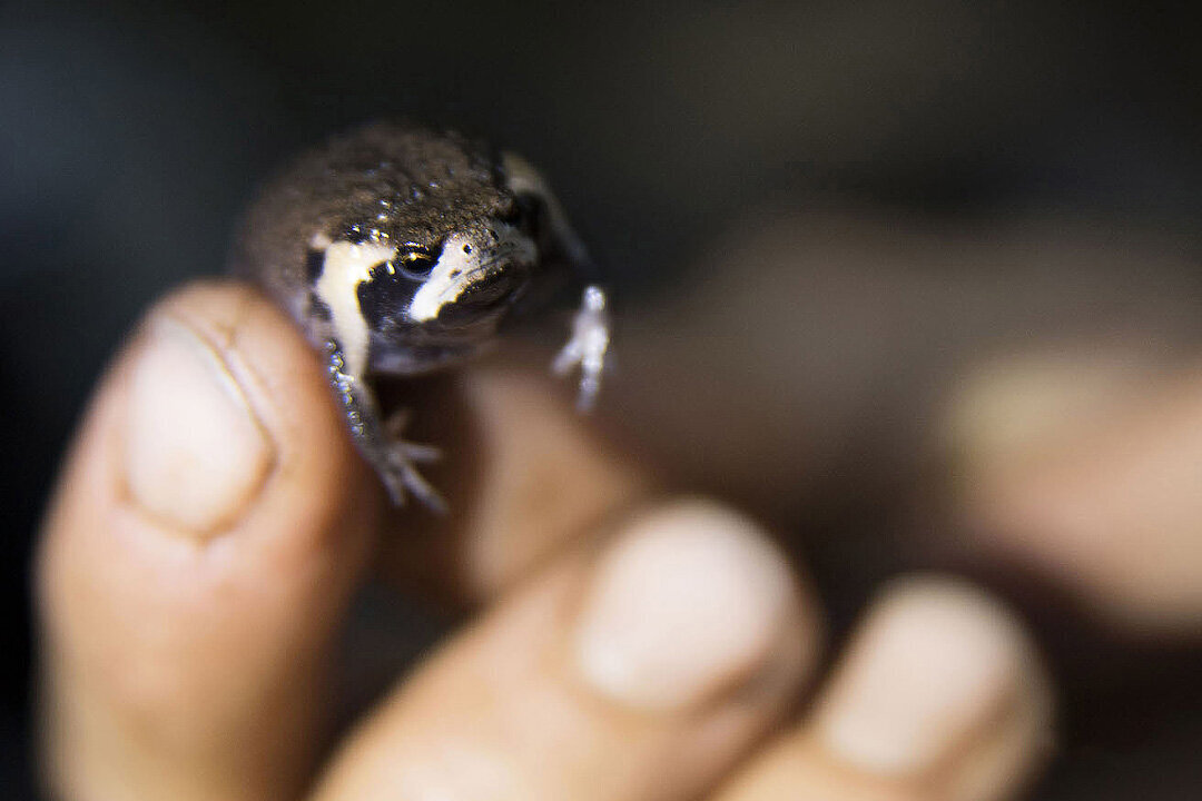 В Африке нашли гору с затерянным миром. Учёные не могут объяснить все свои находки на вершине.