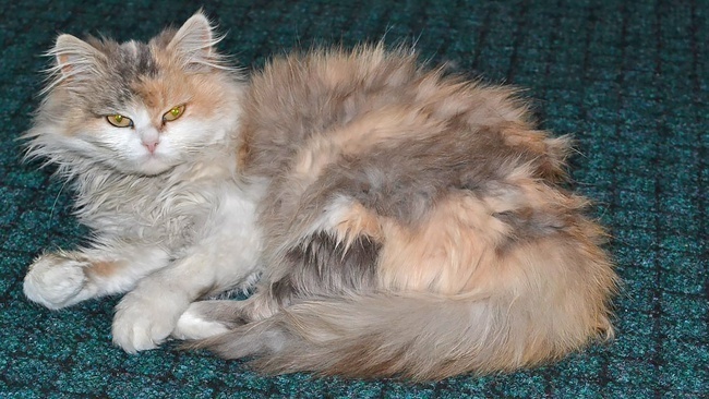 Зачем нам нужны в жизни кошки? Что они приносят больше в дом - счастье или несчастье?