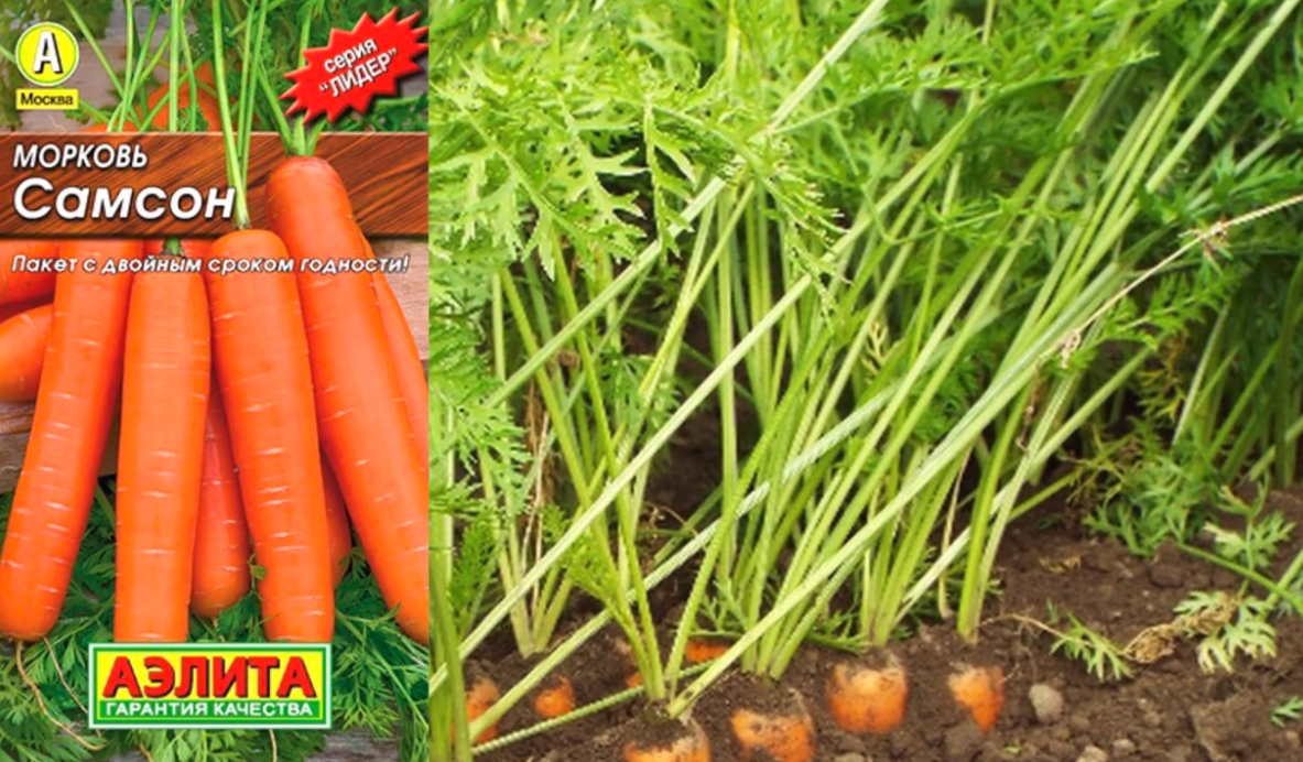 Лучшие сорта моркови для раннего урожая