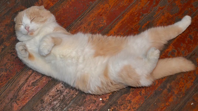 Зачем нам нужны в жизни кошки? Что они приносят больше в дом - счастье или несчастье?